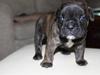 Olde english bulldogge Arnold, bullgaards