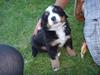 Berner sennenhund Hilmer [ Himmelhund]