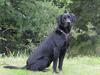Labrador retriever Jeiko (Formel 1)