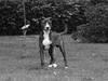 Amerikansk staffordshire terrier Django