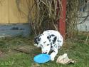 Dalmatiner Valde*himmel hund* :'(<3