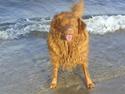 Nova scotia duck tolling retriever Mouse Hunters Aniel Venus Star