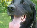 Labrador retriever Basse R.I.P
