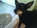 Dvaergpinscher Cooper *R.I.P*