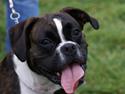 Boxer Von Drekise Stachy R.I.P