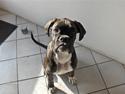 Boxer Amy van Stamy`s