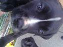 Cane corso Jackie