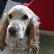 Cocker spaniel Basse