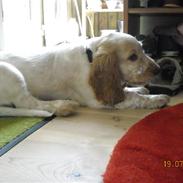 Cocker spaniel Basse