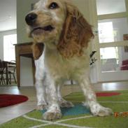 Cocker spaniel Basse