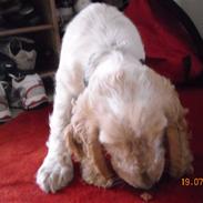 Cocker spaniel Basse