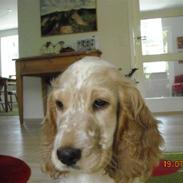 Cocker spaniel Basse