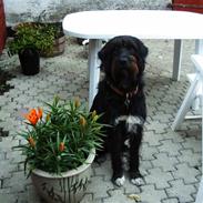 Blanding af racer balou