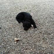 Blanding af racer balou