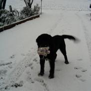 Blanding af racer balou