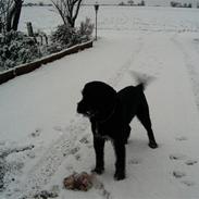 Blanding af racer balou