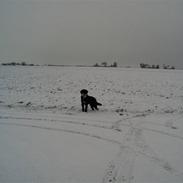 Blanding af racer balou