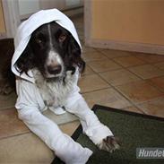 Kleiner münsterländer søndergaards mille.