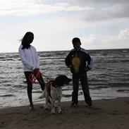 Kleiner münsterländer søndergaards mille.