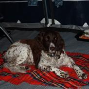 Kleiner münsterländer søndergaards mille.