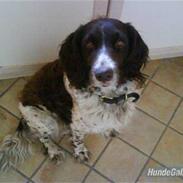 Kleiner münsterländer søndergaards mille.