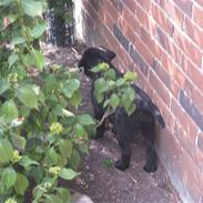 Labrador retriever Ivan