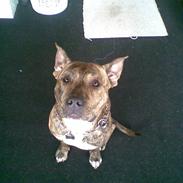 Amerikansk staffordshire terrier Ozzy (manse)