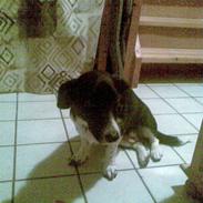 Labrador retriever bella