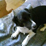 Labrador retriever bella