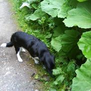 Labrador retriever bella
