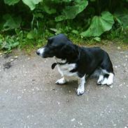 Labrador retriever bella