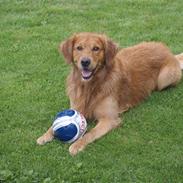 Golden retriever laban