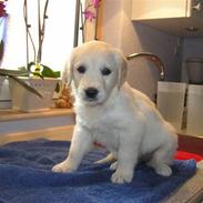 Golden retriever Lapijas Mille