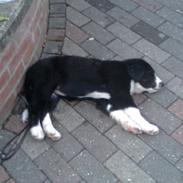 Berner sennenhund sasha