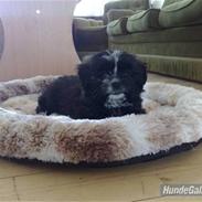 Shih tzu vovse