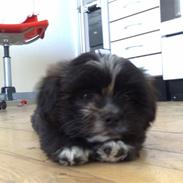 Shih tzu vovse