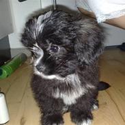 Shih tzu vovse