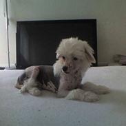 Chinese crested hårløs Kingston