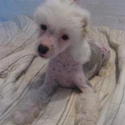 Chinese crested hårløs Kingston