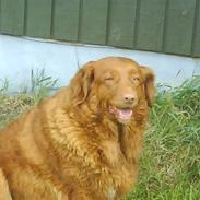 Nova scotia duck tolling retriever Mouse Hunters Aniel Venus Star