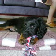 Blanding af racer hector