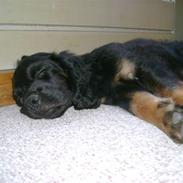 Blanding af racer hector