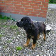 Blanding af racer hector