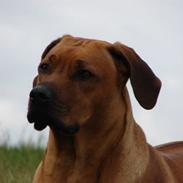Rhodesian ridgeback Alika