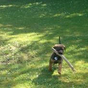 Blanding af racer Rott/Lab. Tjacho