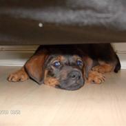 Blanding af racer Rott/Lab. Tjacho