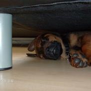 Blanding af racer Rott/Lab. Tjacho