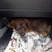 Blanding af racer Rott/Lab. Tjacho