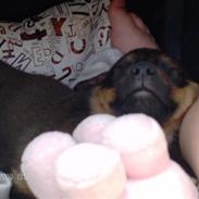 Blanding af racer Rott/Lab. Tjacho