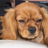 Cavalier king charles spaniel Felix